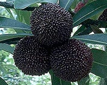 Black Myrica Rubra Fruit Seeds for Planting - Rare, Non-GMO, Excellent for Asian Gardens
